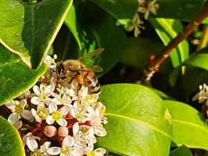 Annelies 09 - Honingbij